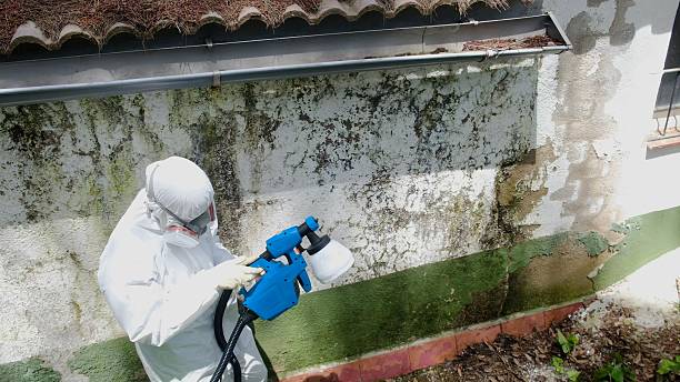 Trusted Attic Mold Removal service in Clearwater Beach, FL - Cheap Mold Removal